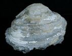 Crystal Filled Fossil Clam - Rucks Pit, FL #6043-1